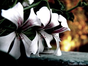 dark_flowers_by_sivanchen-d349lql